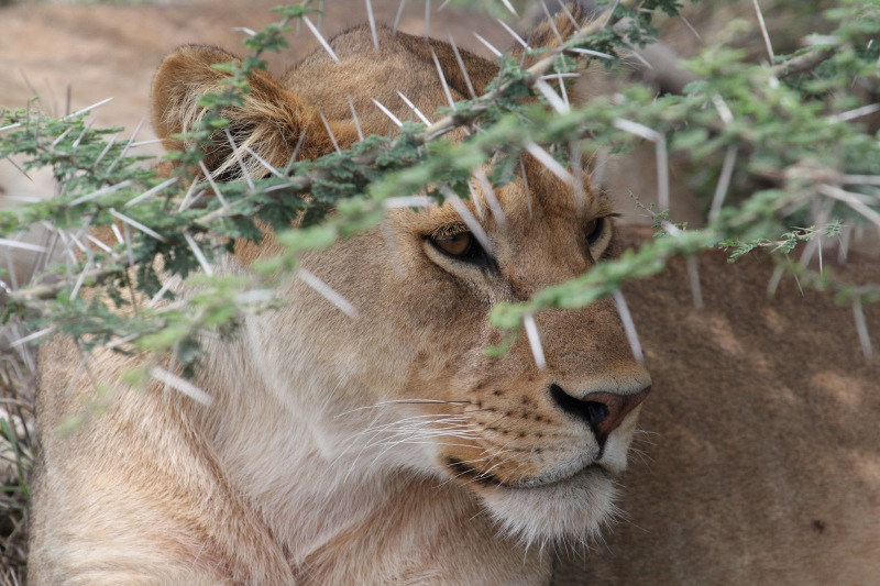 Africa, Safari
