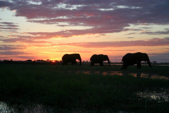 5 safari da non perdere