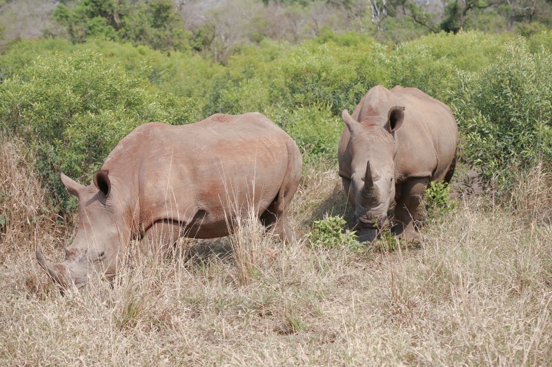 Africa, Safari