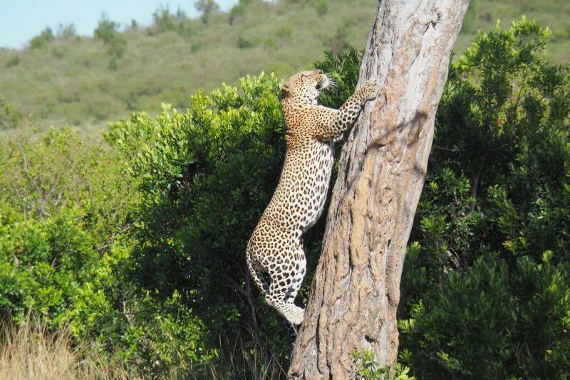 Africa, Safari