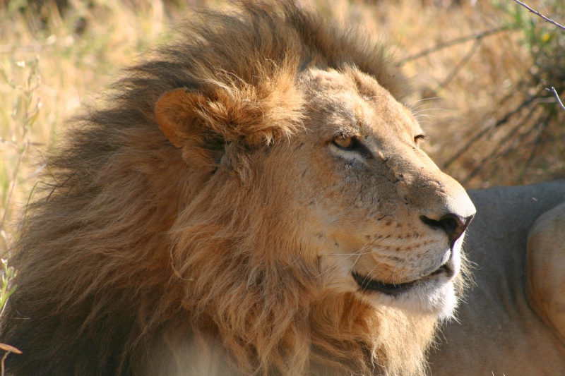 Botswana, Riserva di Moremi