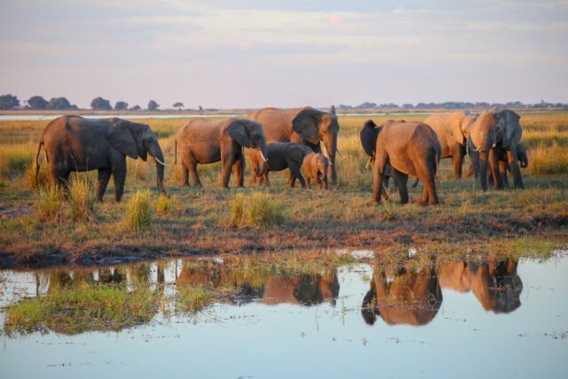 Parco Chobe in Botswana: come arrivare, cosa fare, guida completa