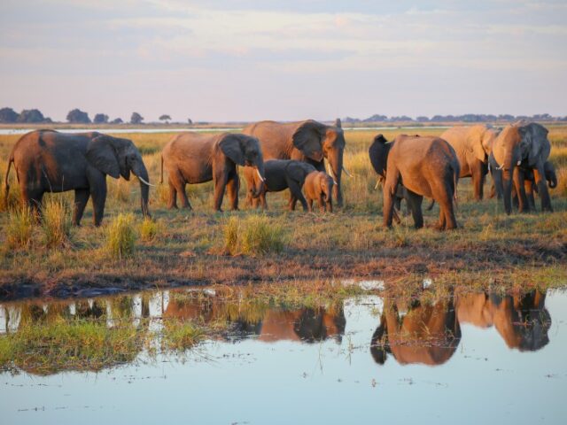 Botswana, Parco del Chobe