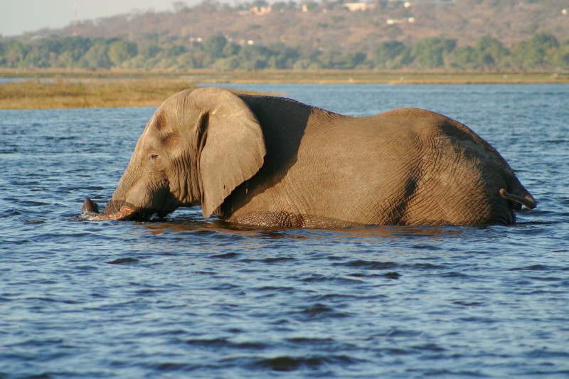Botswana, Parco del Chobe