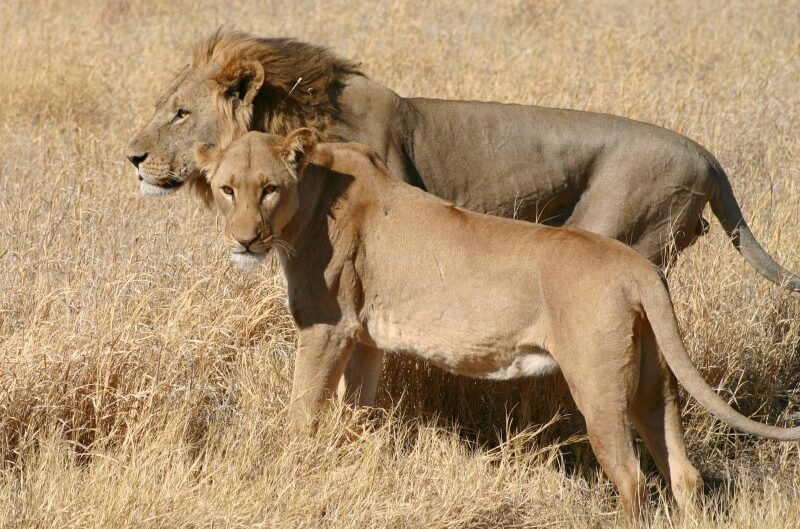 Botswana, Riserva di Moremi