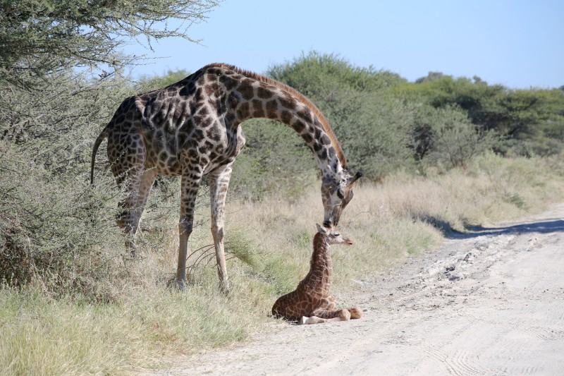 Botswana, Riserva di Moremi