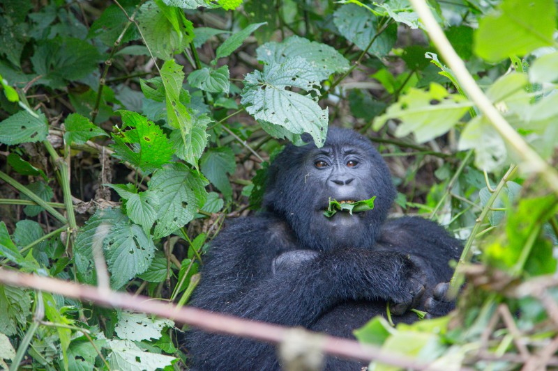 Uganda, Foresta di Bwindi