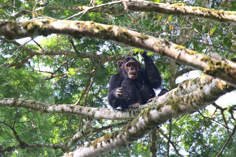 Uganda, Scimpanzè