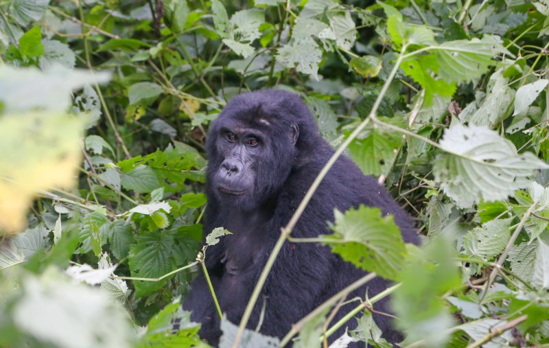 Foresta di Bwindi, gorilla di montagna