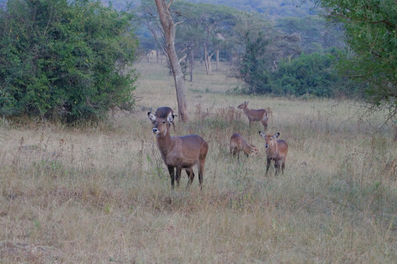 Uganda, Parco del Lago Mburo