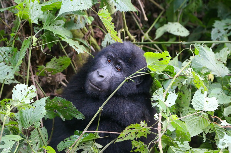Uganda, Foresta di Bwindi