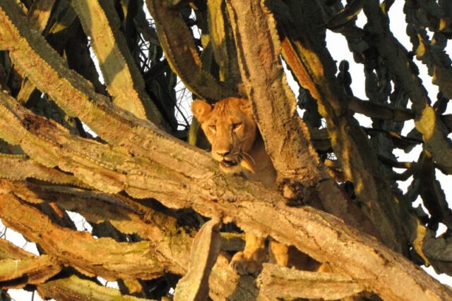 Cosa fare nel Parco Queen Elizabeth