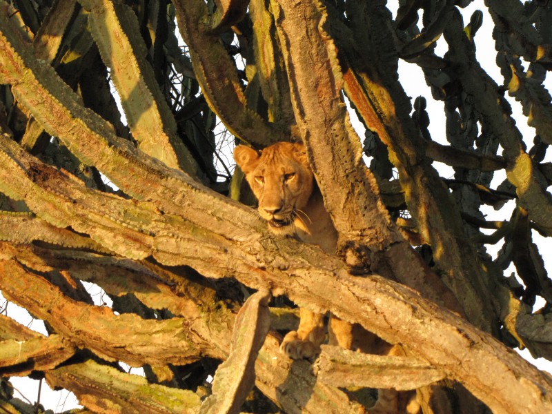 Uganda, Parco Queen Elizabeth