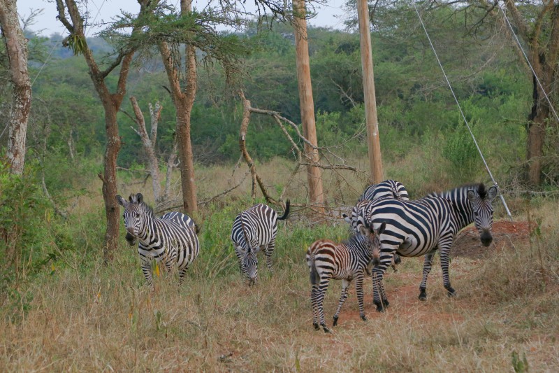 Uganda, Parco del Lago Mburo