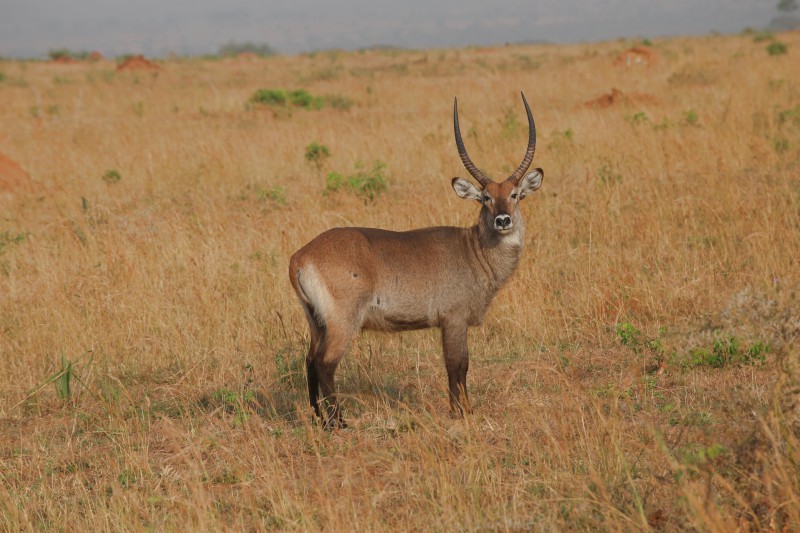 Uganda, Parco delle Cascate Murchison