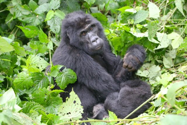 Gorilla di montagna, come organizzare il trekking in Uganda