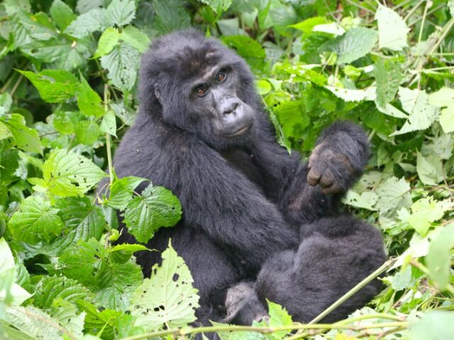 Uganda, Foresta di Bwindi