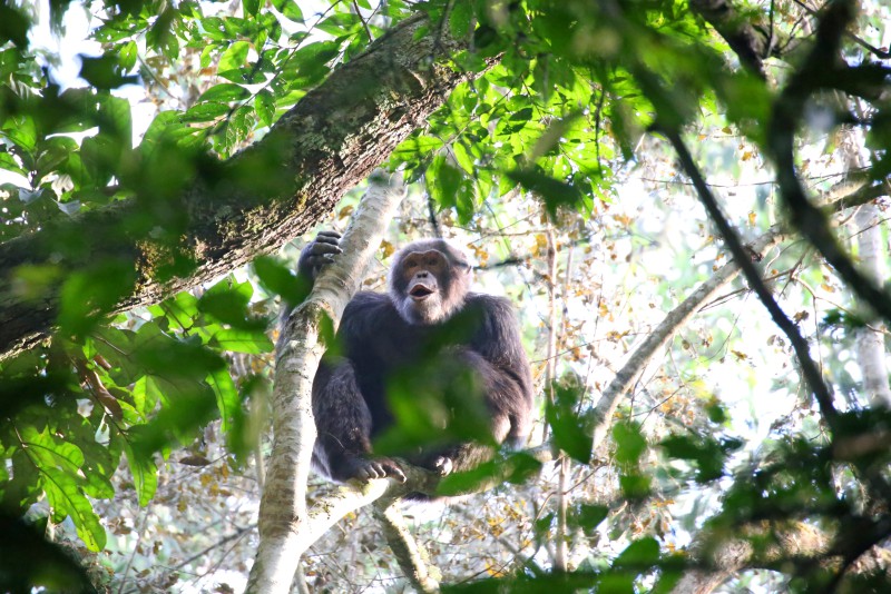 Uganda, Scimpanzè