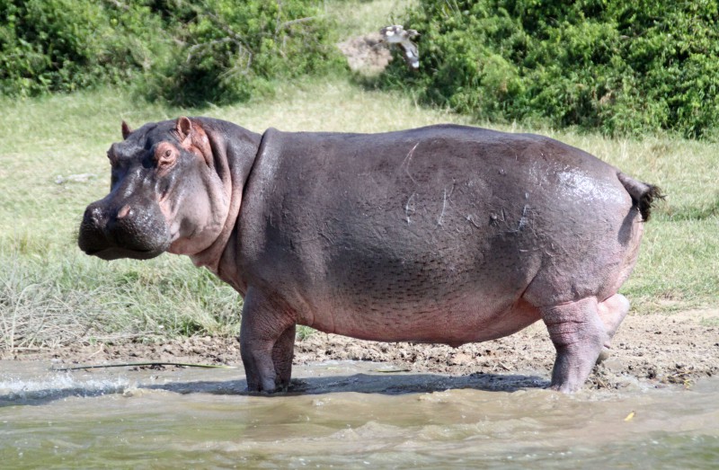 Uganda, Canale Kazinga