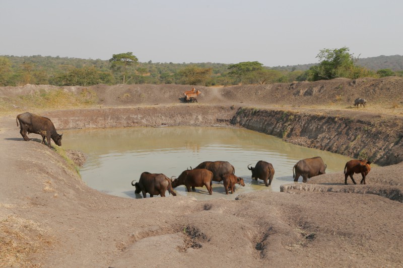 Uganda, Parco del Lago Mburo