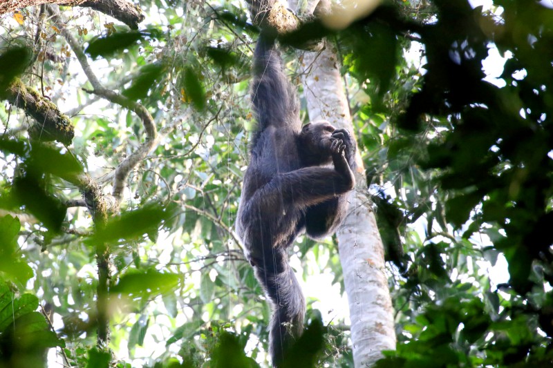 Uganda, Scimpanzè