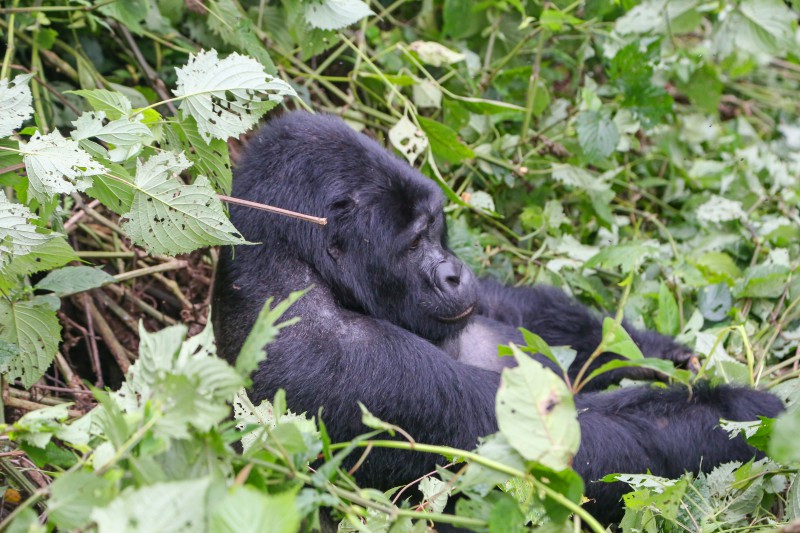 Uganda, Foresta di Bwindi