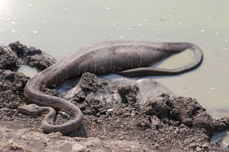 Uganda, Parco del Lago Mburo