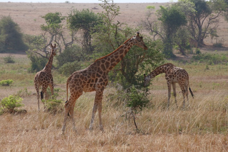 Uganda, Parco delle Cascate Murchison