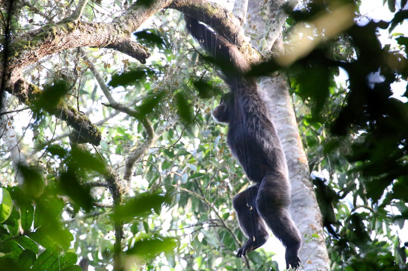 Uganda, Scimpanzè