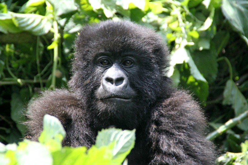 Congo, gorilla di montagna