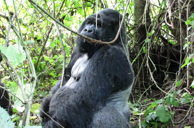 Congo, Parco Virunga