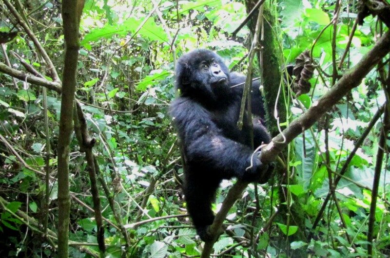 Congo, Parco Virunga