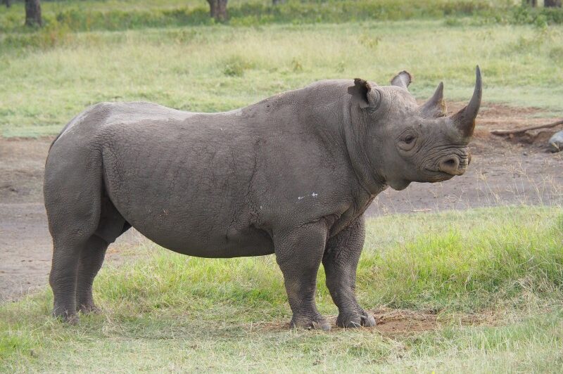Kenya, Parco del lago Nakuru