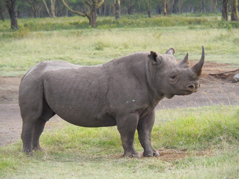 Parchi africani, lago Nakuru