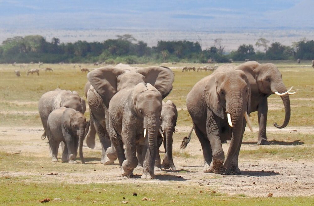 Kenya, Parco di Amboseli