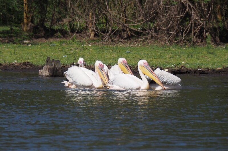 Kenya, Lago Naivasha