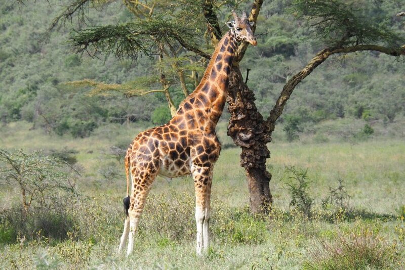 Kenya, Parco del lago Nakuru