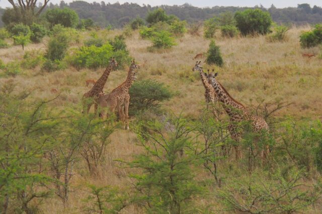Cosa vedere a Nairobi in 1 giorno