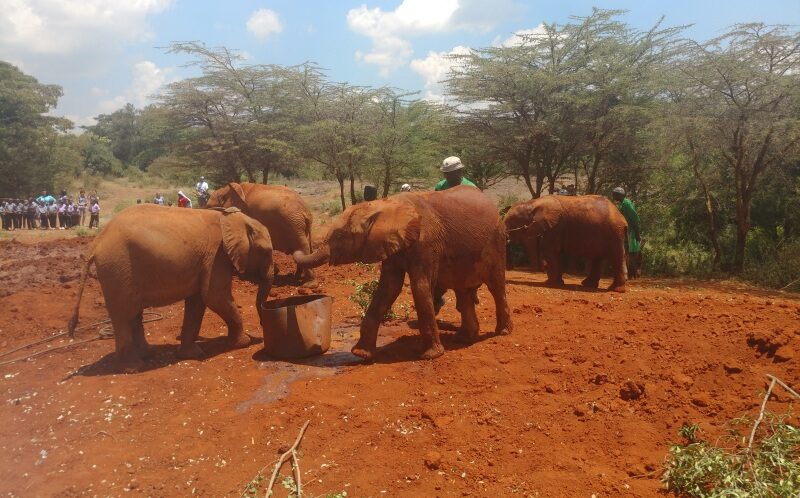 Kenya, orfanotrofio degli elefanti