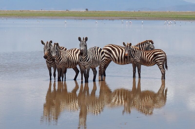 Kenya, Parco di Amboseli