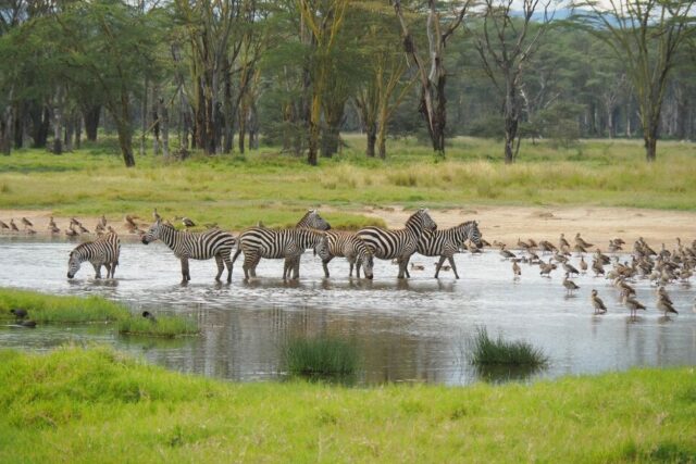 Safari nel Parco del Lago Nakuru