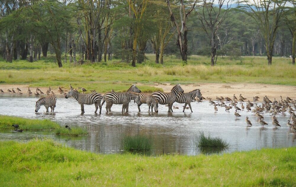 Kenya, Safari nel Parco del lago Nakuru