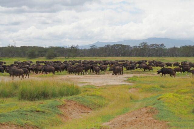 Come organizzare un safari in Kenya