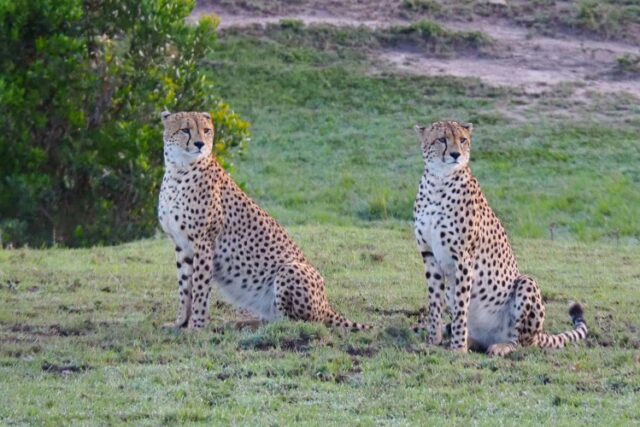 5 Parchi Africani da non perdere