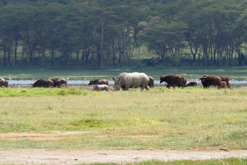 Kenya, Parco del lago Nakuru