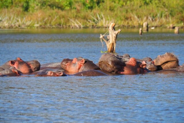 Lago Naivasha, safari a Crescent Island