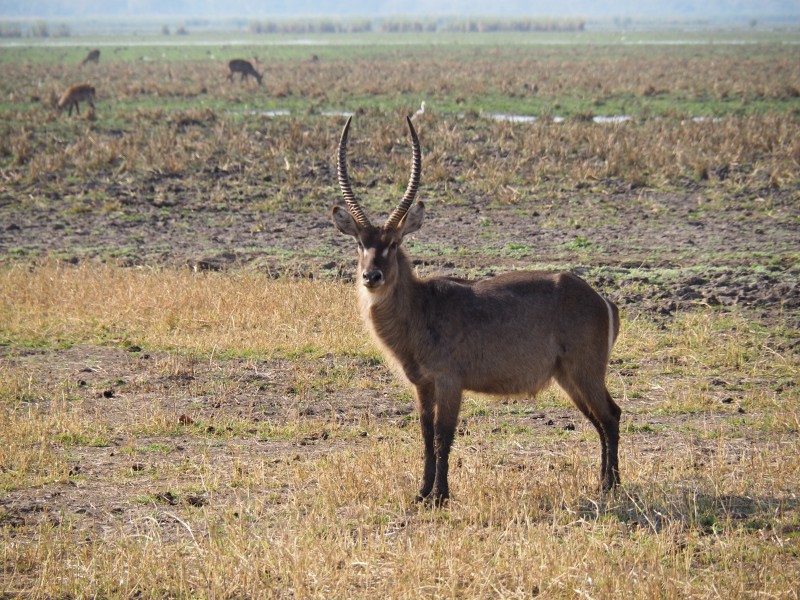 Malawi, Parco Liwonde