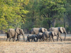 Malawi, Parco Liwonde