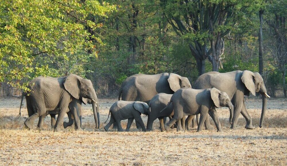 Malawi, Parco Liwonde