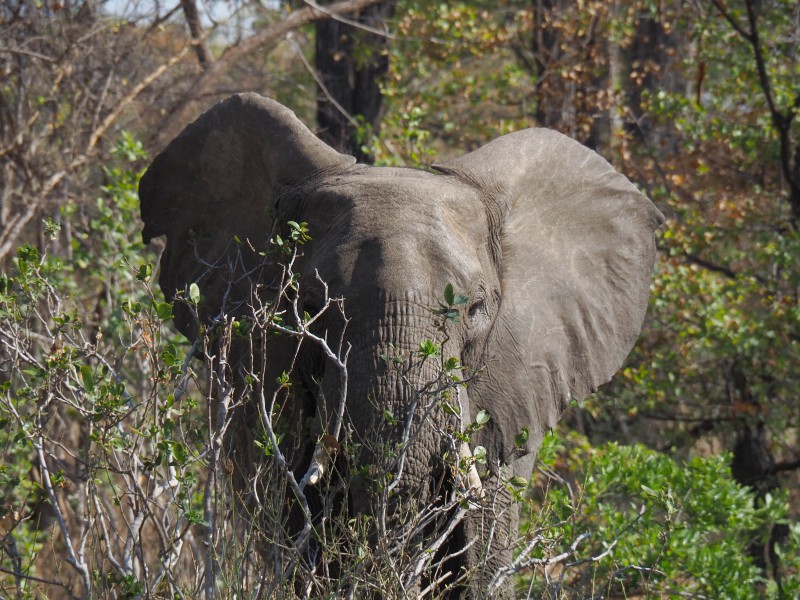 Malawi, Parco Liwonde